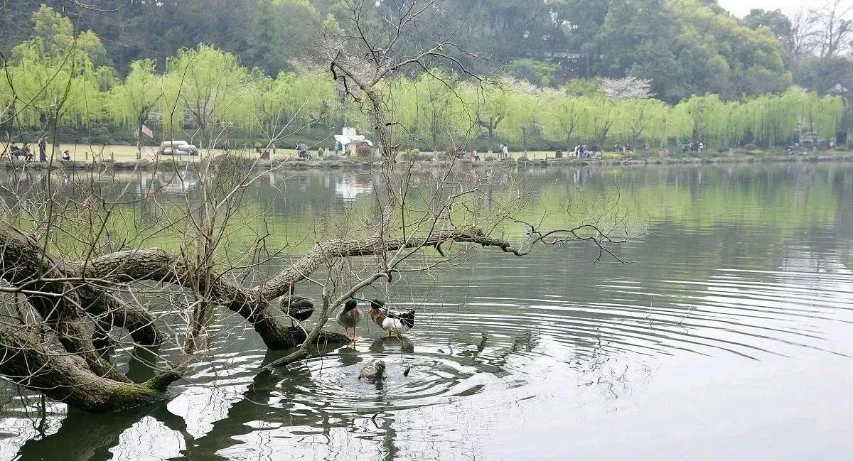 沭阳一日游最好的地方(沭阳旅游景点有哪些)