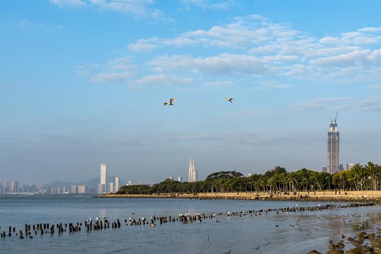 1、深圳湾