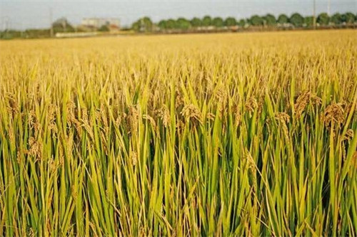 小麦和水稻哪个播种范围广(小麦和水稻哪个更重要)