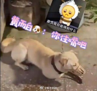 ​狗不能吃什么食物-（狗狗不能吃什么）