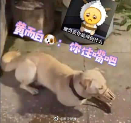 狗不能吃什么食物-（狗狗不能吃什么）