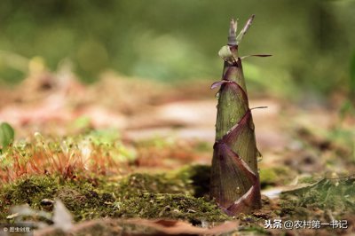​你知道春笋和冬笋的区别吗？农村第一书记4招教你分辨！