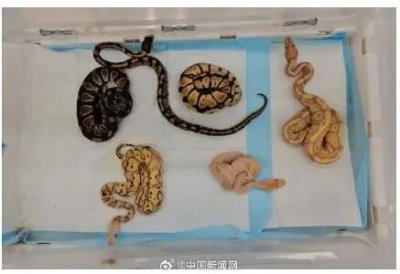 ​头皮发麻！女子身藏 6 条活蛇入境……