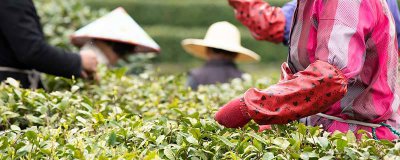 ​安溪铁观音的产地 安溪铁观音的产地是哪里?