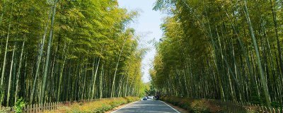 ​金丝楠木主要生长在哪里 金丝楠木树一般长在什么地方