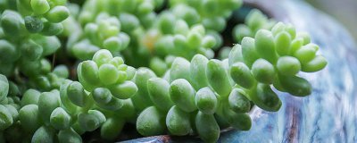 ​哪些多肉植物适合在庭院种植 庭院多肉植物