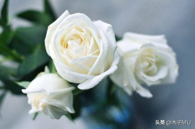 ​白玫瑰花语和寓意是什么意思 白玫瑰为啥不能随便送人