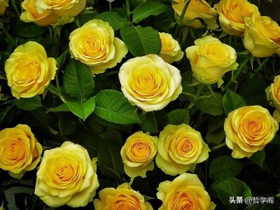 ​黄玫瑰代表什么意思？黄玫瑰花语介绍