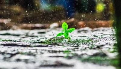 ​我要凤凰涅槃是什么意思 浴火重生凤凰涅槃是什么意思