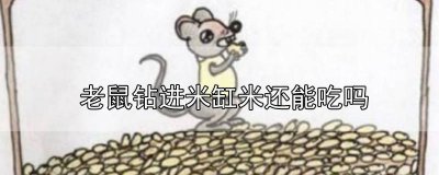 ​老鼠进了米缸是什么意思 老鼠进入米缸米还能吃吗