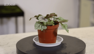 ​植物正确浇水的方法是什么呢 植物正确浇水的方法是什么意思