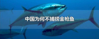​中国为何不捕捞金枪鱼的原因分析论文 中国为何不捕捞金枪鱼的原因分析图