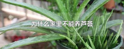 ​芦荟不能在家养吗为什么 芦荟不能在家养吗怎么养