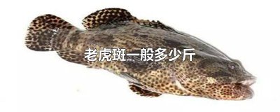 ​老虎斑多少斤一条好吃 老虎斑鱼一般多少斤