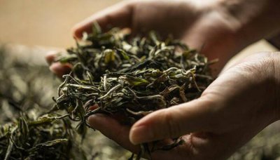 ​莓茶的作用和功效 莓茶的功效与作用禁忌