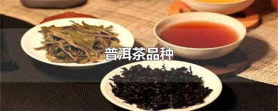 ​普洱茶的分类品种及特点 普洱茶品种特征介绍图片