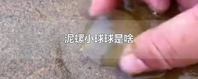 ​海边透明泥螺小球 泥螺到底是啥东西