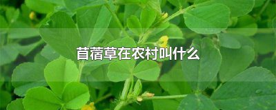 ​苜蓿草种植视频 野生苜蓿草图片
