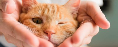 ​母猫生完小猫后多久可以碰它 母猫生完小猫后多久可以碰它一下