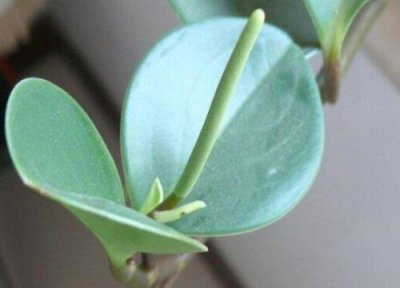​客厅适合养的18种植物及图片（家里好养活的绿植推荐）