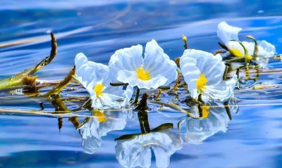 ​海菜花为啥叫水性杨花（我国特有的植物海菜花介绍）