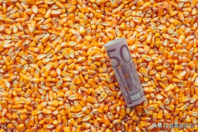 ​2023年玉米市场走势分析（玉米行情个人看法）