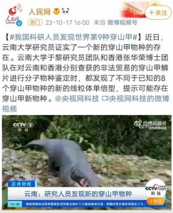 ​科学家给新发现的穿山甲暂名“神秘”，原因或许你根本猜不到……