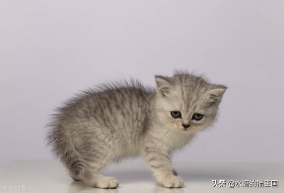 ​银渐层一般在什么价位（正常价多少钱可以买到一只银渐层）