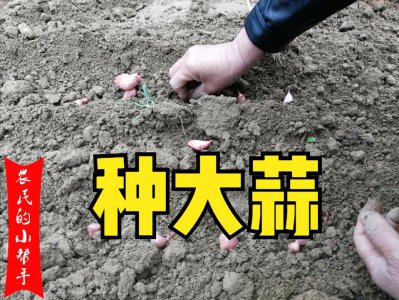 ​大蒜什么时候种好一点（大蒜最佳播种时间及方法）