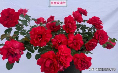 ​东北室外耐寒零下30度的花卉（零下30度不担心的月季品种）