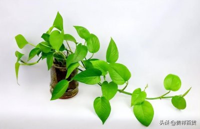 ​绿萝吸甲醛效果好吗（绿萝吸甲醛会变成什么样）