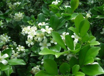​常见的白色的花有哪些（这5种白颜色花清新淡雅好漂亮）
