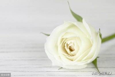 ​白玫瑰的花语和寓意象征（白玫瑰花代表什么意思）