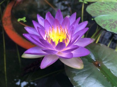 ​适合懒人养的水培植物排名（5种适合长期室内水养的植物）