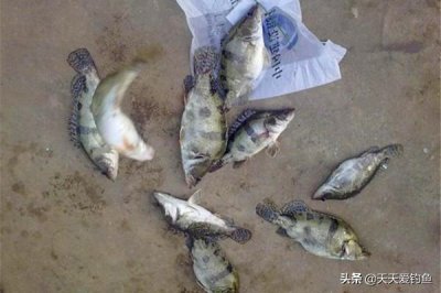 ​钓桂鱼什么饵料最好最安全（分享民间钓鳜鱼的几种方法）