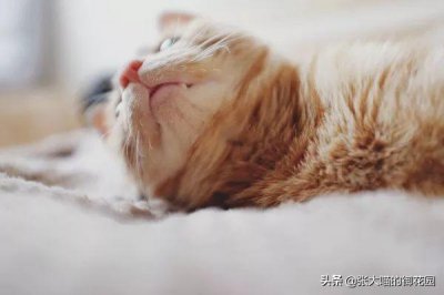 ​猫咪的体温在多少度是正常的范围（猫咪测量体温正确方法）