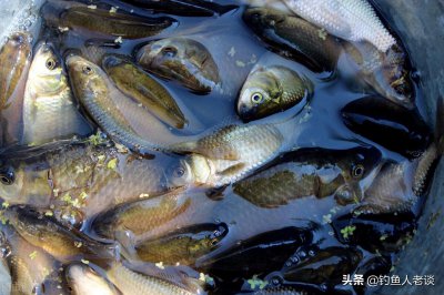 ​鲫鱼有几个品种图片（常见的6个鲫鱼品种你认识几个）