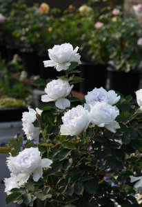 ​大天使月季有哪些特点和优点（丰花勤花月季品大天使介绍）