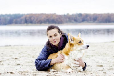 ​柯基犬智商排名是第几（带你了解清楚威尔士柯基犬）
