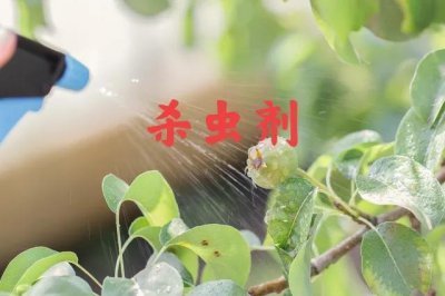 ​噻虫嗪与噻虫胺哪个效果好（噻虫胺和噻虫嗪怎么使用正确）