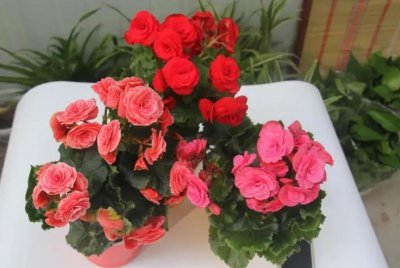 ​不喜欢阳光的室内花卉绿植（常年不见阳光适合养什么花 ）