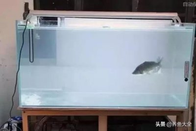 ​鱼缸水浑浊原因和解决方案（鱼缸水浑浊的成因及控制方法）