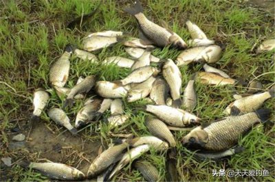 ​野钓大鲫鱼的钓法与技巧（有3种不常规钓法效果出奇的好）