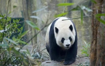 ​熊猫属于什么科动物什么属