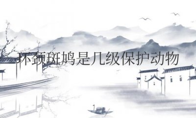 ​环颈斑鸠是几级保护动物