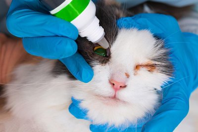 ​猫咪流眼泪是怎么回事（家养宠物猫流泪的几种原因分析）