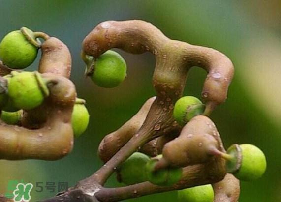 拐枣怎么保存？拐枣什么人不能吃