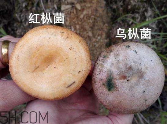 重阳菌炖久了营养会流失吗？重阳菌长霉还能吃吗