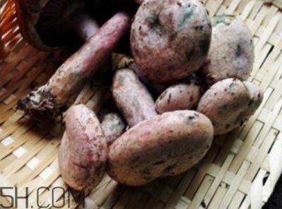 ​重阳菌炖久了营养会流失吗？重阳菌长霉还能吃吗