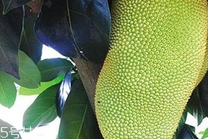 榴莲蜜和菠萝蜜的区别 榴莲榴莲蜜菠萝蜜傻傻分不清
